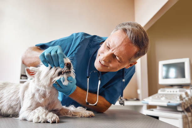 Best Broken or Chipped Tooth Repair in Williamsburg, OH